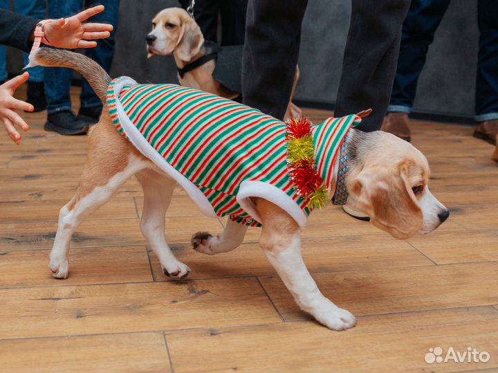 Костюм для собаки