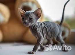 Котята сфинкс