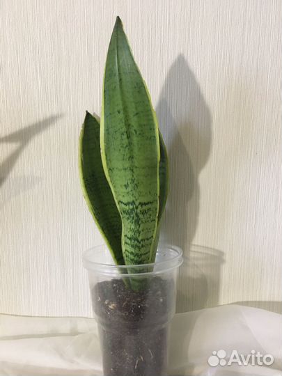 Сансевиерия Бронь