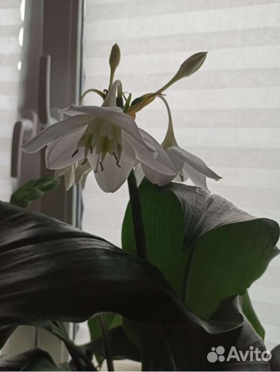 Эухариус (Амазонская лилия) в горшке 5,5 литра