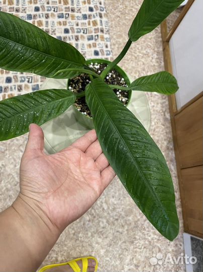 Филодендрон кампии