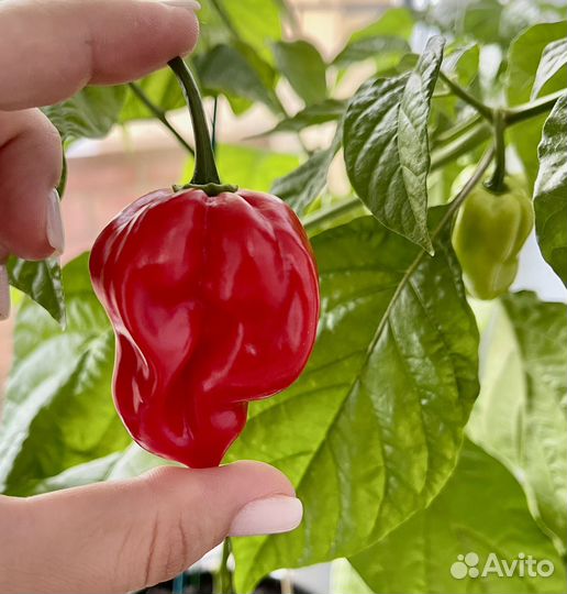 Перец Хабанеро красный