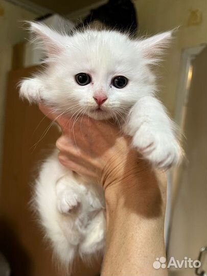 Котята в добрые, заботливые руки