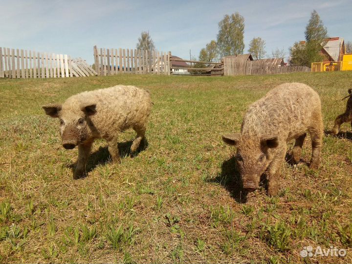Венгерская мангалица