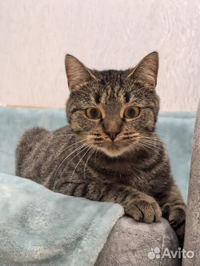Кошка окраса табби