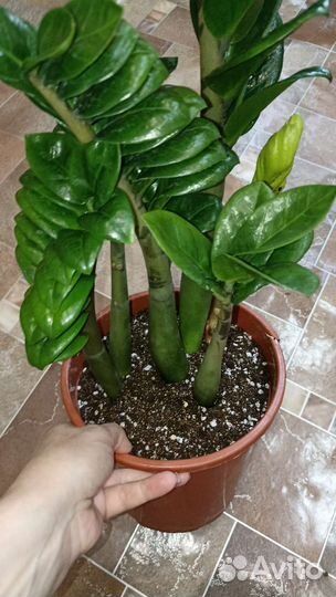 Замиокулькас зензи