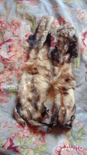 Шкурка животного