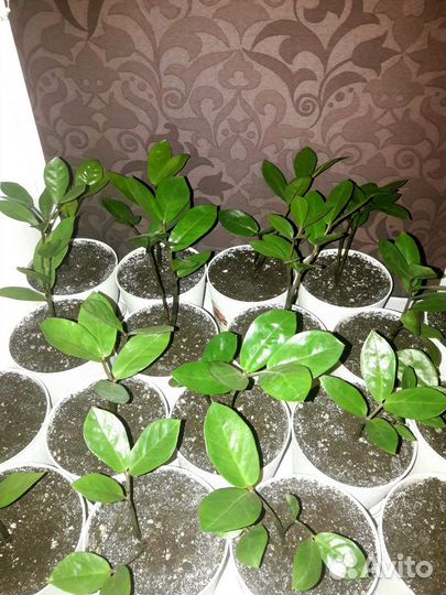 Замиокулькас (комнатные растения)