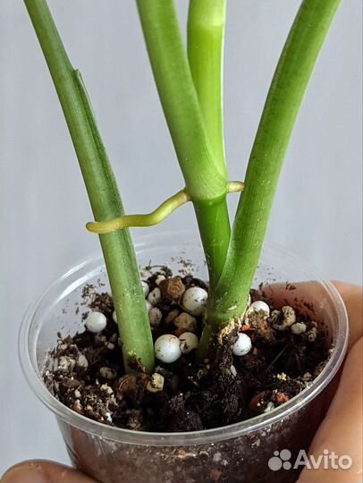 Сингониумы Моттлед, Вендланди