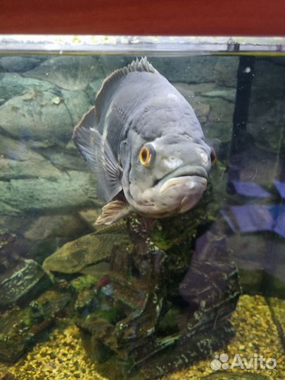 Рыба астронотус