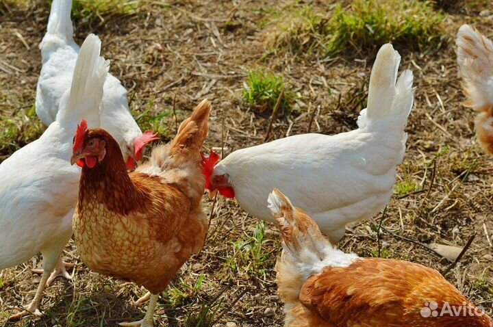 Продам кур несушек с доставкой