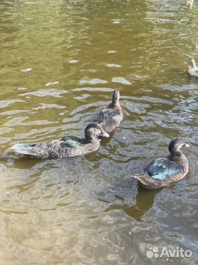 Мускусные утята