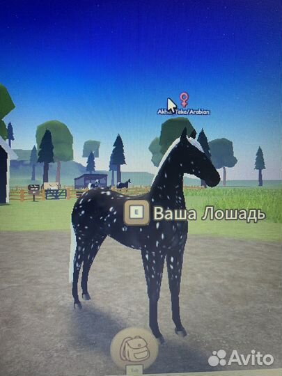 Лошади кони wild horse islands