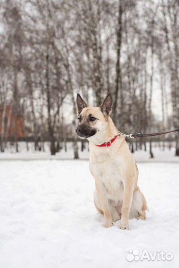 Молоденькая собачка Ириска ищет дом