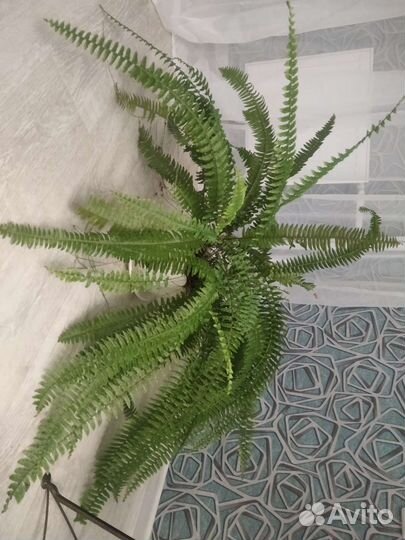 Комнатные цветы