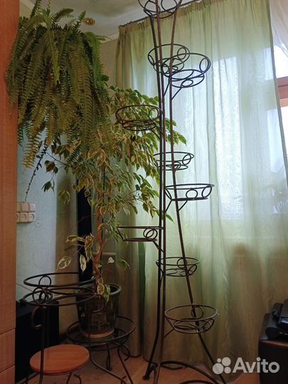 Фикус бенджамина пестролистный