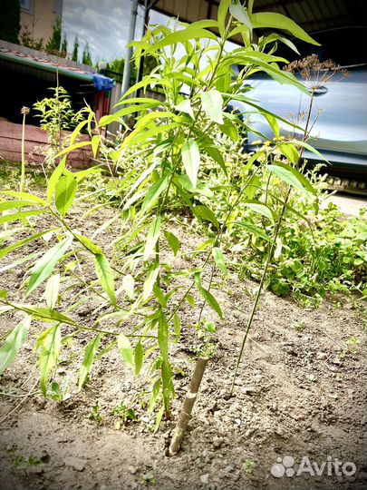 Саженцы сочных персиков и абрикосов