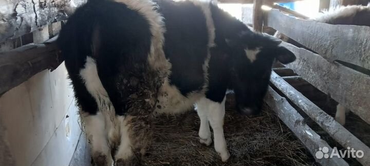 Телка, нетель