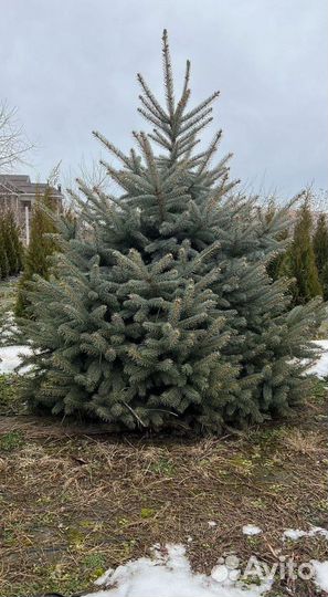 Ель 1.5м