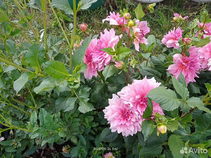 Георгины крупноцветковые