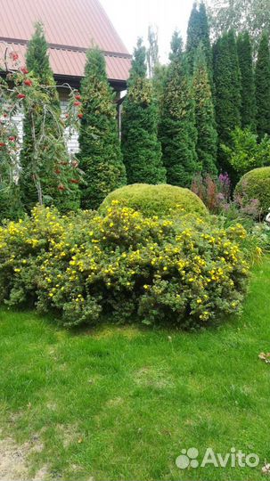 Кустарники