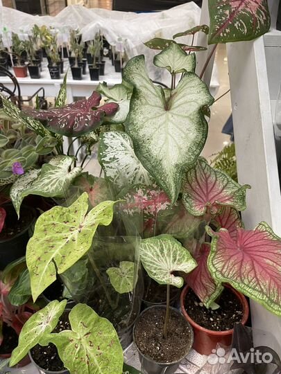 Комнатные и уличные растения