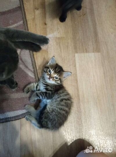 Кошка в дар бесплатно
