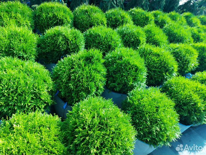 Туя шаровидная