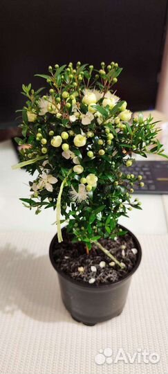 Мирт, вариегатный, укорененные отростки, дерево