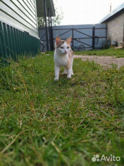 Кошки в добрые руки