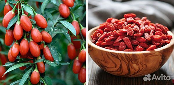 Ягоды годжи