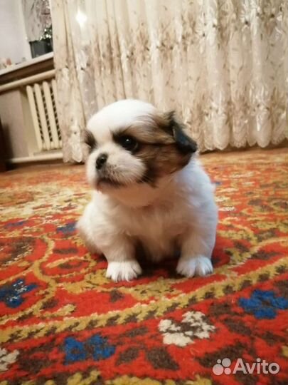 Щенки пикинеса