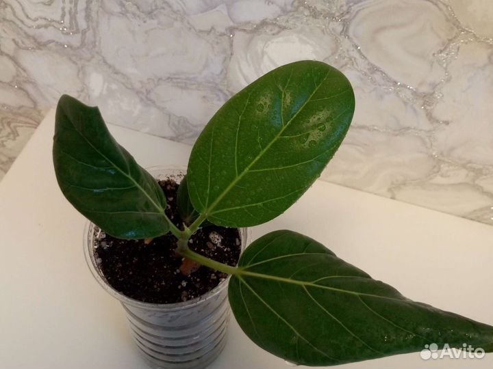 Фикус бенгальский одри