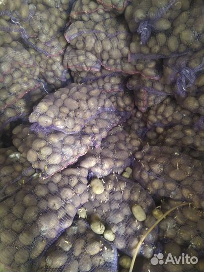 Продам картофель на переработку