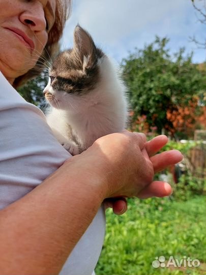 Котенок, котята, кошка