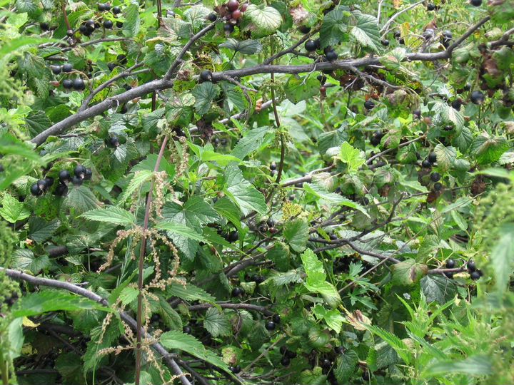 Участок 10,9 сот. (СНТ, ДНП)