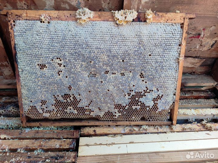 Рамки кормовые медовые