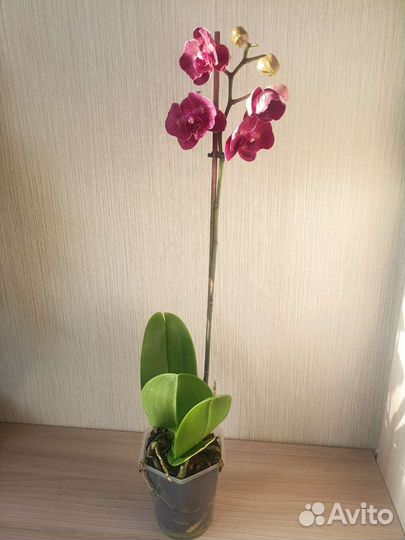 Орхидея фаленопсис бабочка кимоно