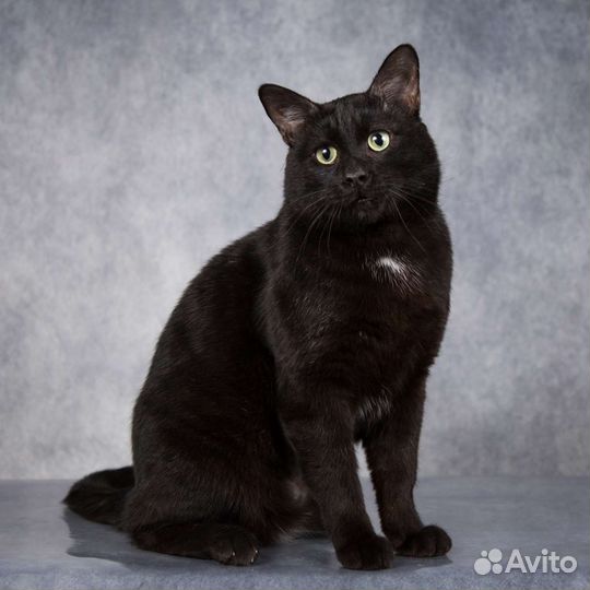 Ласковый котик Пантелей