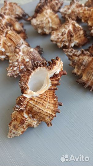 Ракушки мурекс 9-11 см
