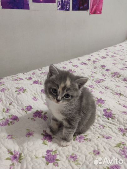 Кошка в дар бесплатно