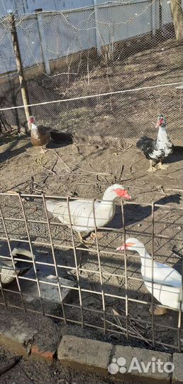 Мускусные утки