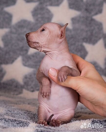 Ксолоитцкуинтли