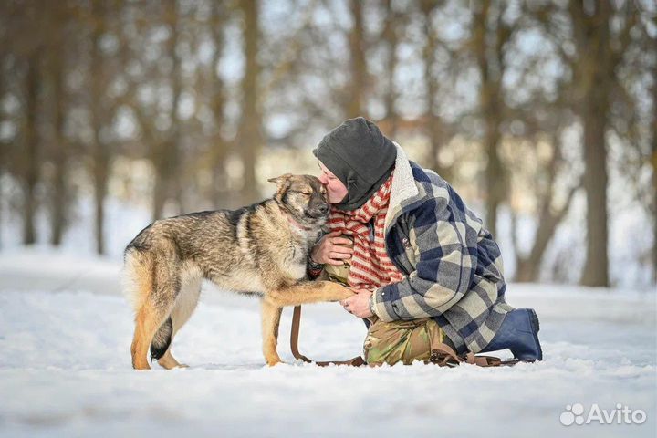 Собака в добрые руки