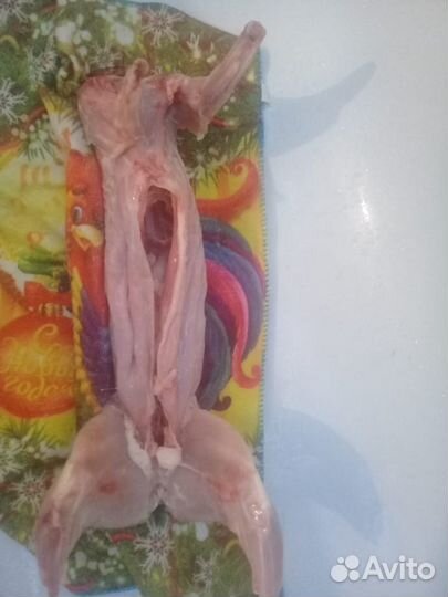 Кролик домашний