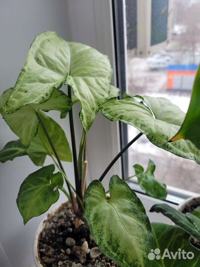 Сингониум,бегония