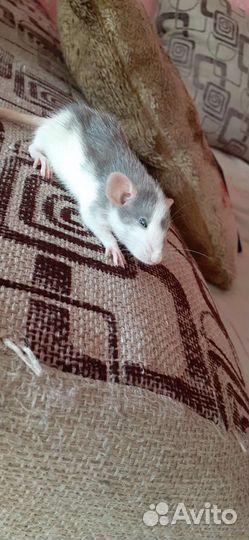 Крысята дамбо