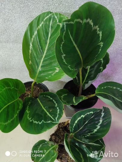 Калатея crimson green