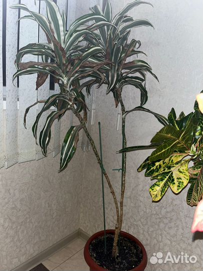 Комнатные растения цветы