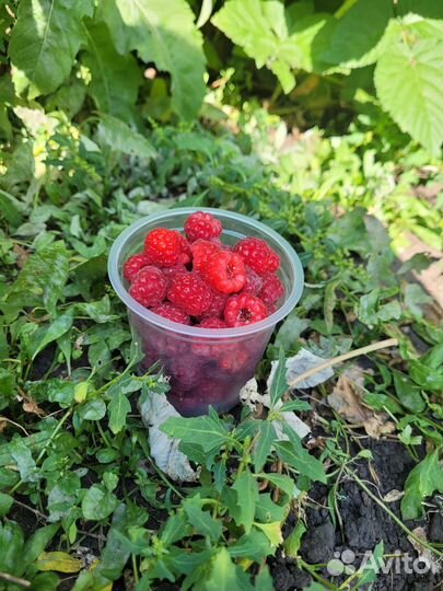 Саженцы ремонтантной малины